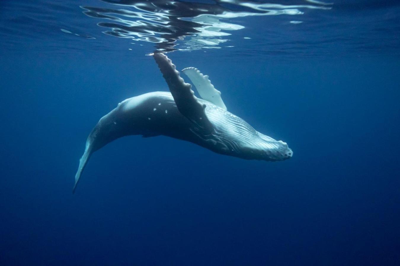 Maui Homestay Vue Ocean Exceptionnelle & Baleines En Saison Tohautu Bagian luar foto